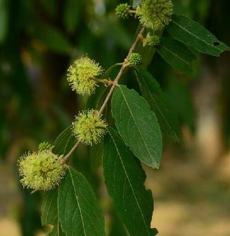 加纳的灵魂之树——榆绿木