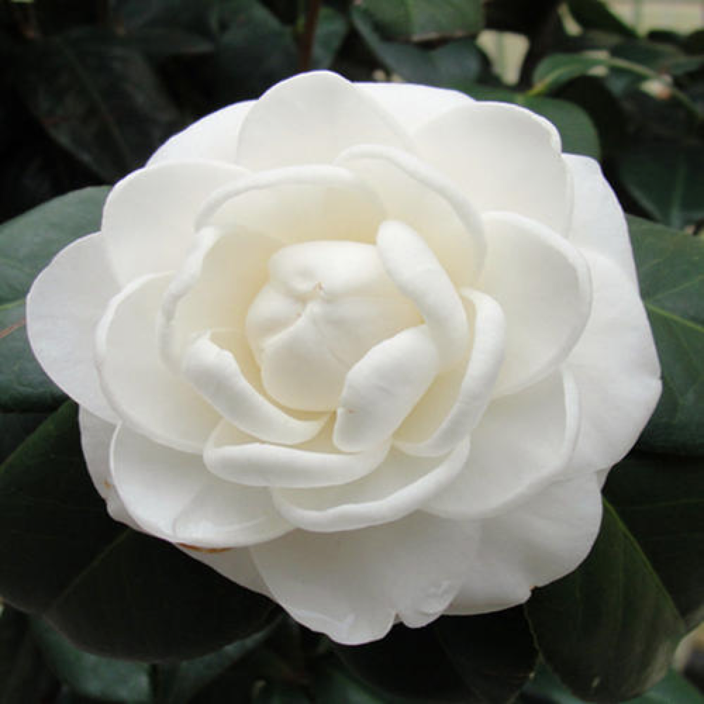 茶花东方亮,花色"冰清玉洁",漂亮不逊荷花玫瑰,是盆栽佳品