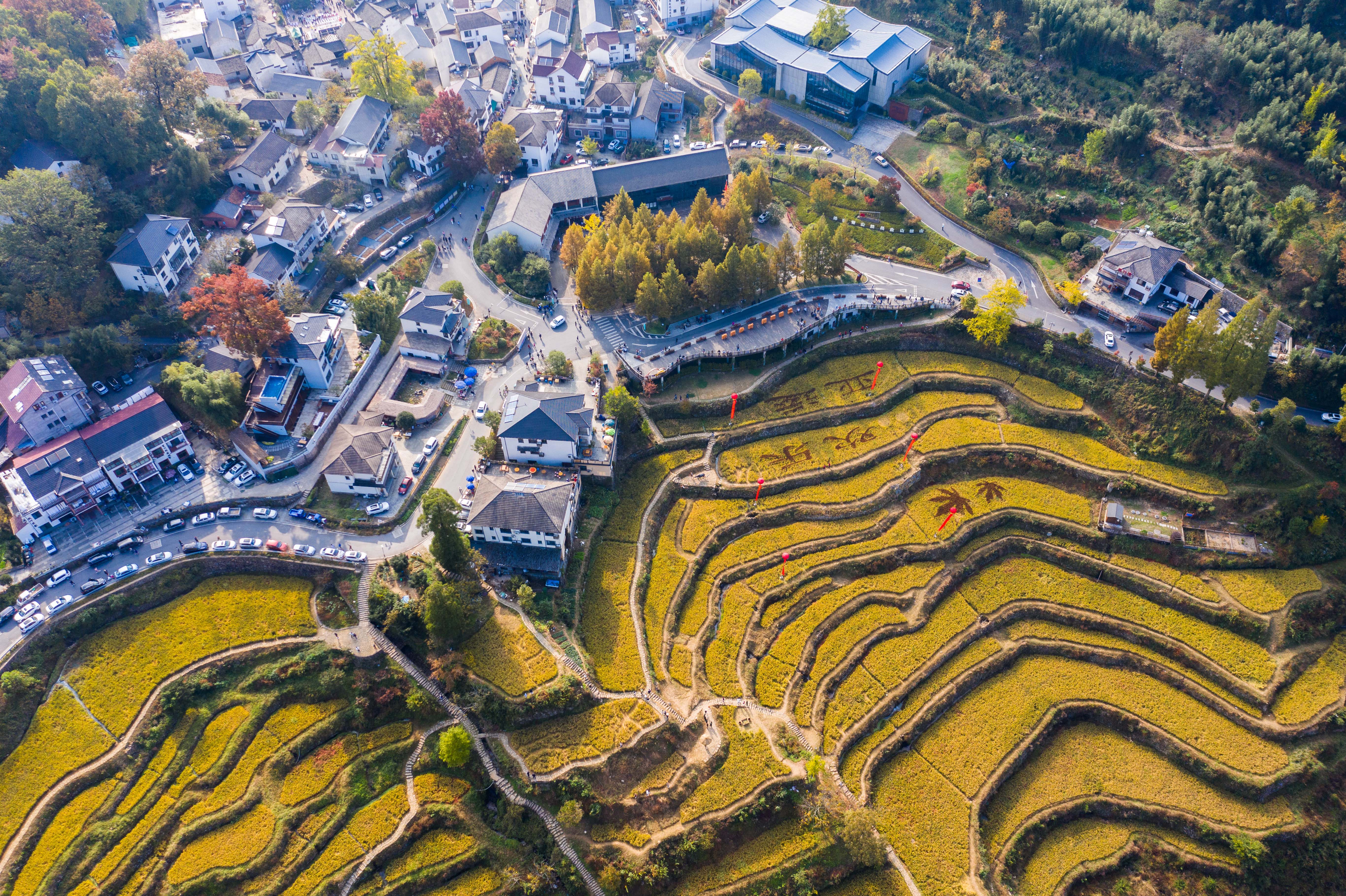 (社会)高山古村落开启金秋"红叶节"
