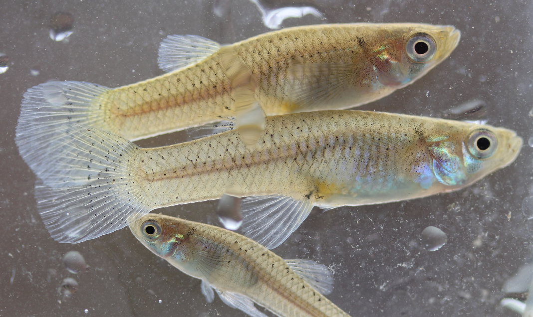 食蚊鱼的养殖方法与注意事项