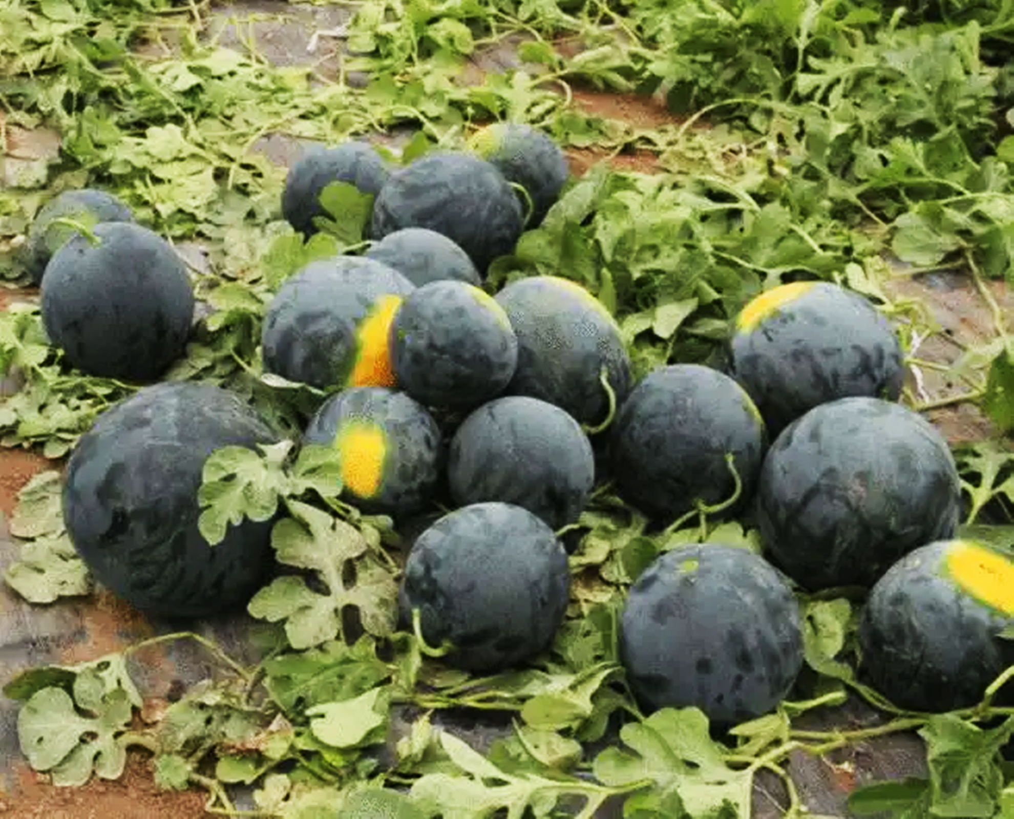 曾经风靡全国的黑皮大西瓜,单个重量高达40斤,为何现在却少见了