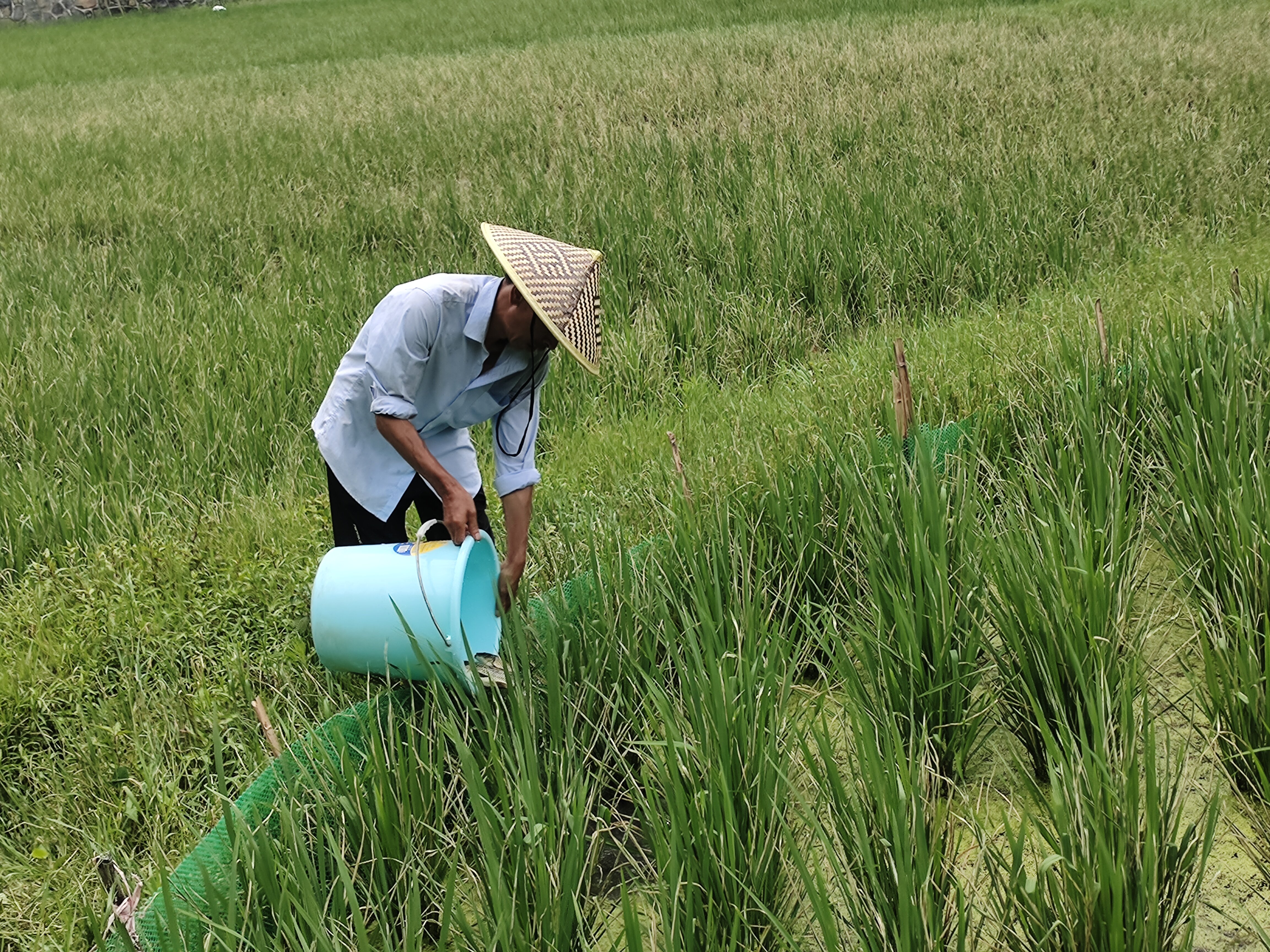 三穗县台烈镇:养鸭人的幸福生活