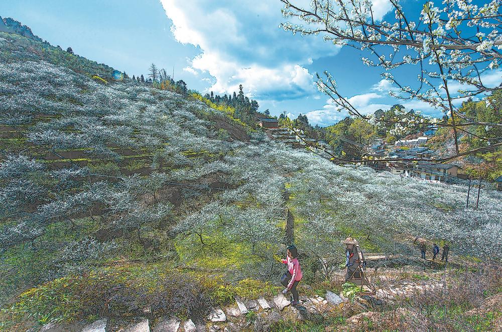 万亩青梅 花开成海