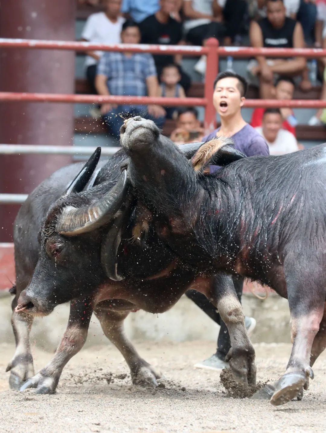 【跟着广播看乡村】三江:牛王争霸引客来
