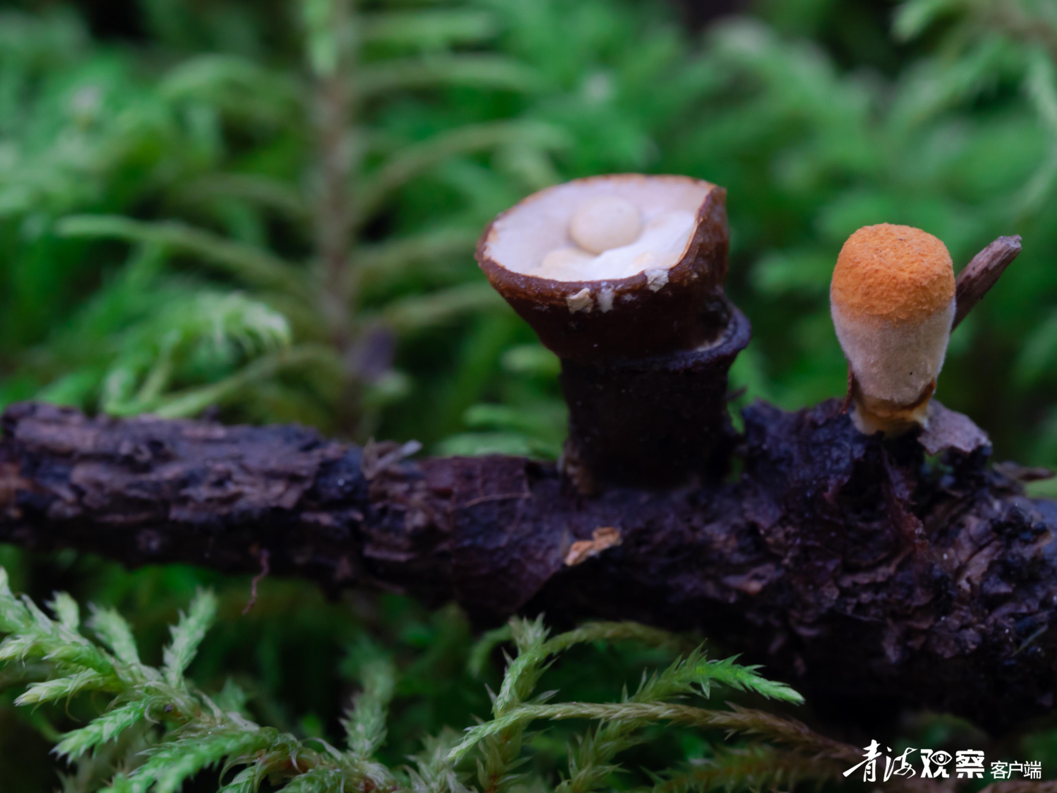 走进神秘的蘑菇世界