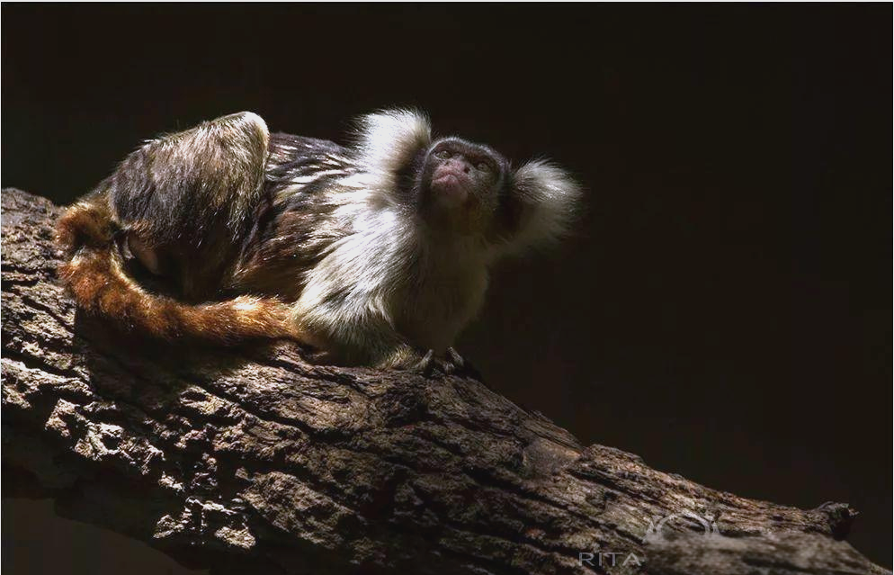 狨科狨属动物的多样种类介绍