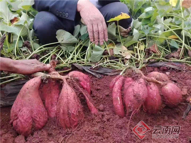 垤玛乡:发展有机红薯种植 促进农民增收