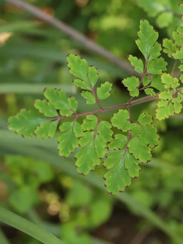 紫花鱼灯草刻叶紫堇