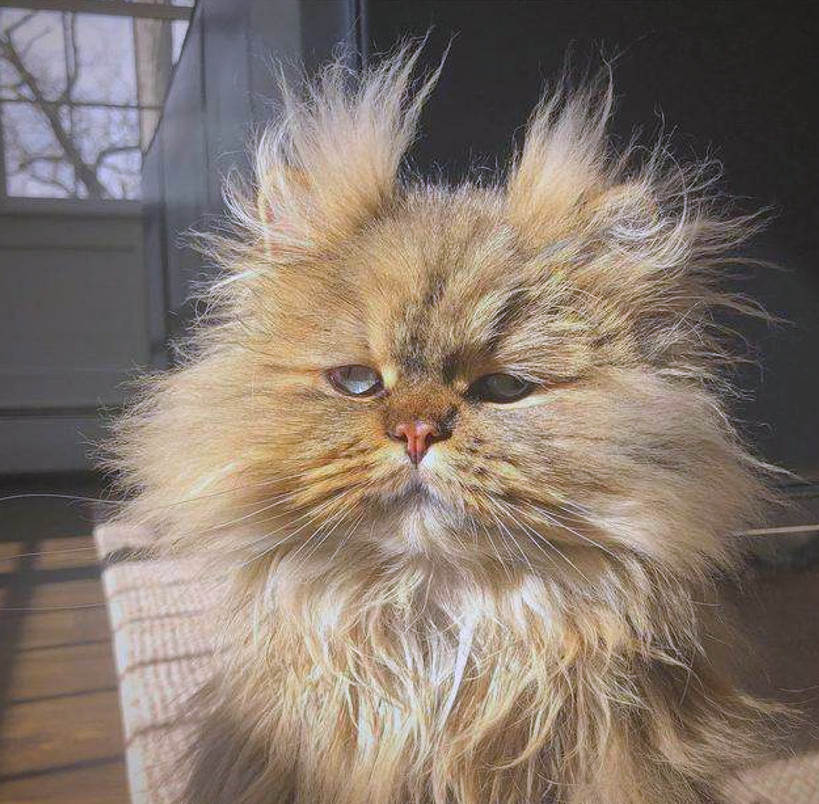 冬季猫咪炸毛怎么办?铲屎官必读防静电攻略