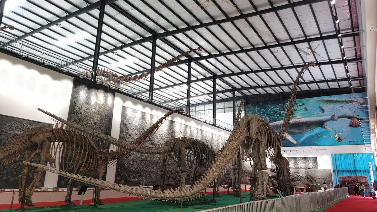世界最大恐龙化石在成都崇州天演博物馆展出