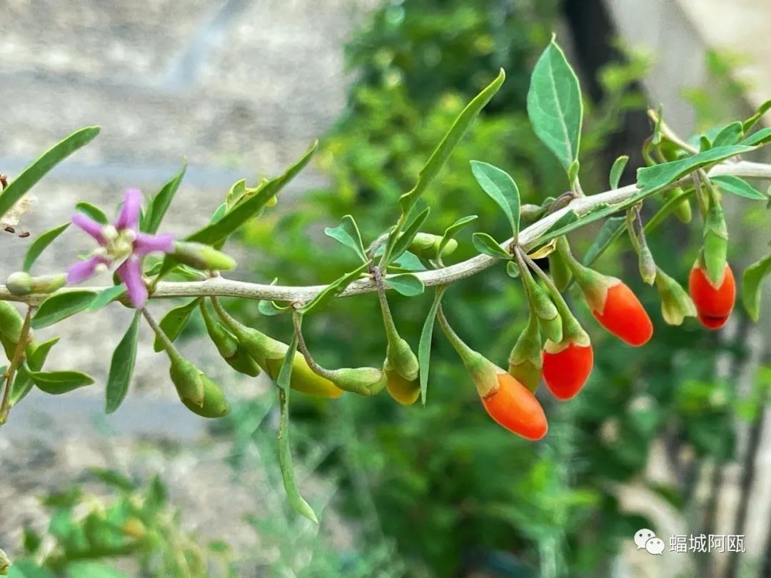 一日一花|枸杞花