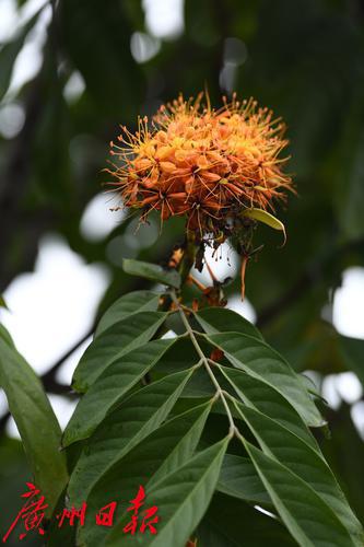 「每月一花」無憂花開