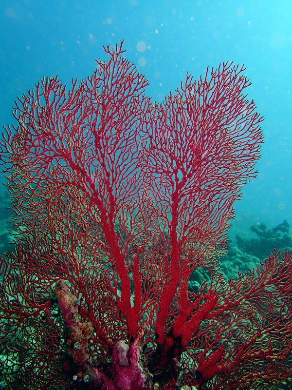 水摄之珊瑚(2):巨大网纹海扇(西沙群岛)