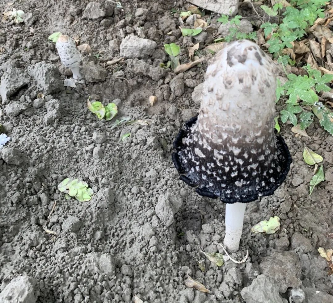 林教授给出了肯定的回答:图中的蘑菇确实是毛头鬼伞,"毛头鬼伞和墨汁