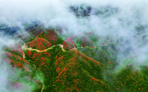 一声啼处满山红!杜鹃花五一将迎最佳观赏期