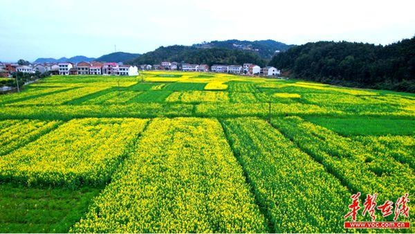 浏阳金刚镇:满目金黄香百里 值此春色醉金刚