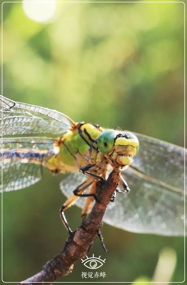 内蒙古赤峰市首次发现国家二级保护动物棘角蛇纹春蜓