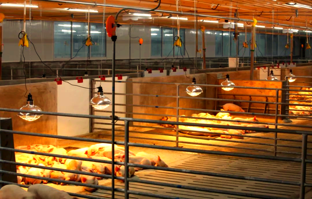 港北区智慧猪场:科技赋能养殖新模式,打造数字农业新标杆