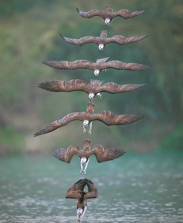 鱼鹰猎食的精彩瞬间:摄影师捕捉的多样俯冲场景