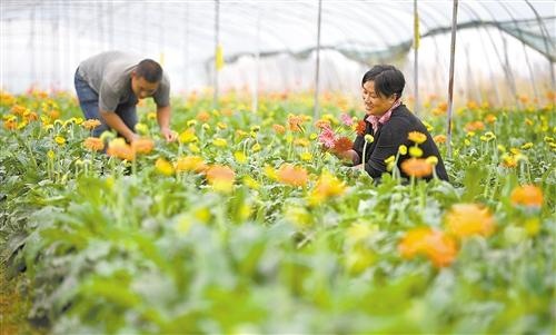 鮮花種植助農增收