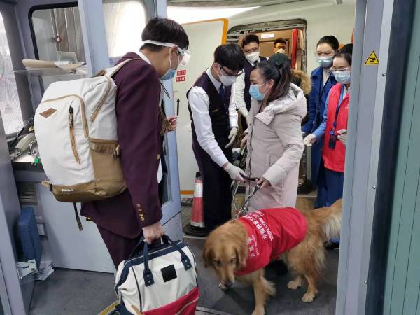 请看导盲犬宁宁的春运故事