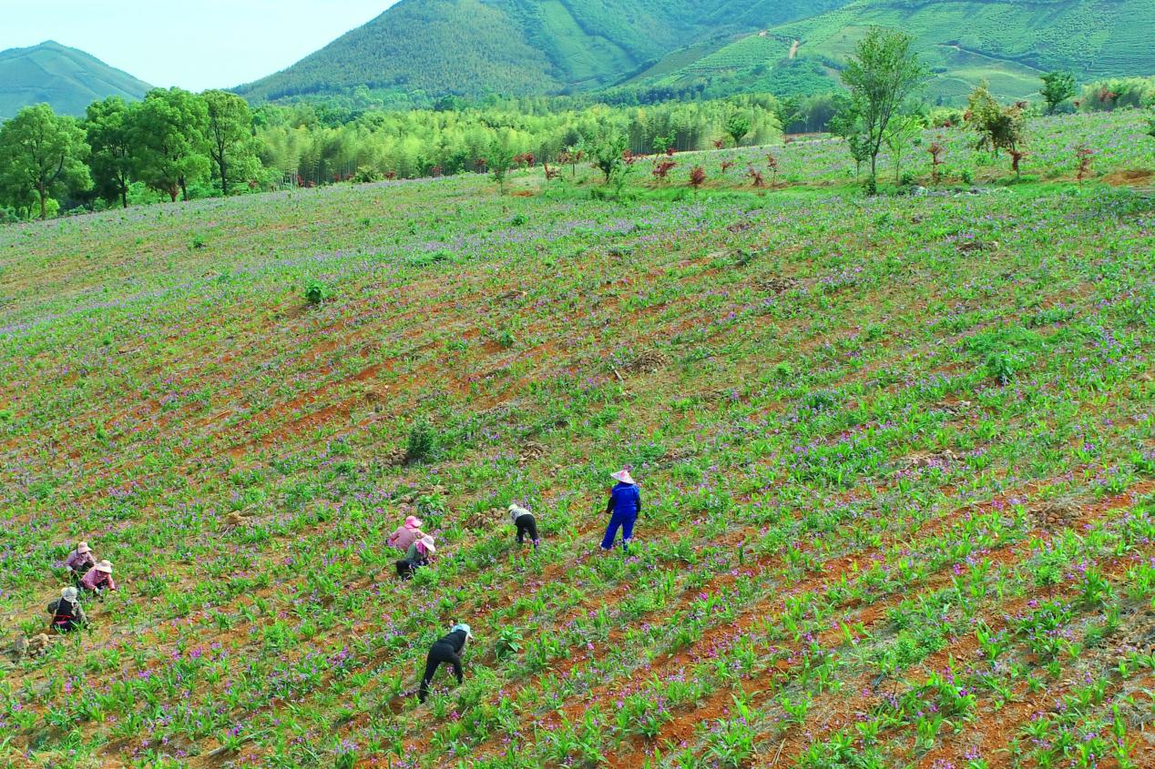 宣城广德:千亩白芨花 青山披锦霞