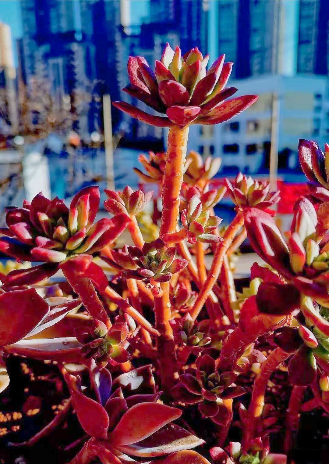 多肉植物红稚莲的养护要点及特性分析