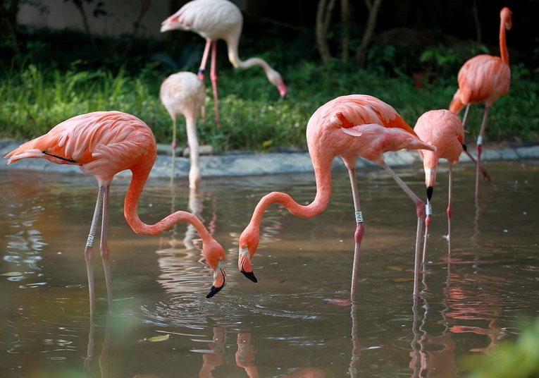 太原动物园需预约入园