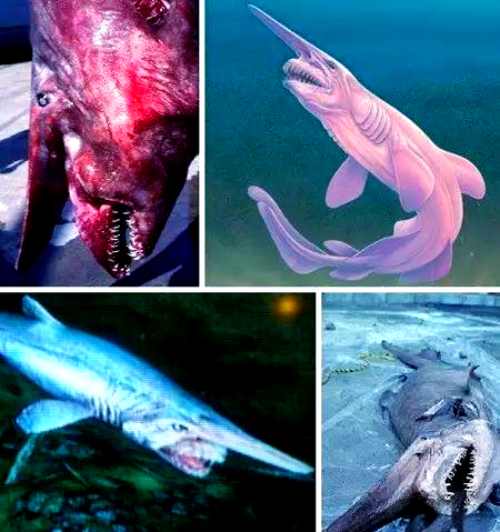 探索多种奇特鲨鱼品种