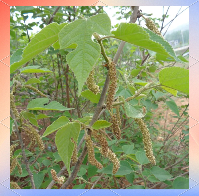构树与楮树的区别与药用价值全解析