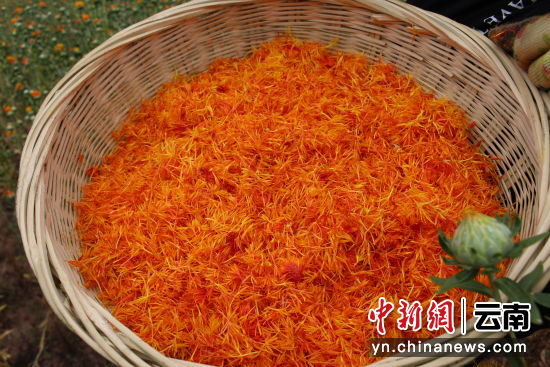 墨江县景星镇:滇红花开出乡村振兴新"丰景"