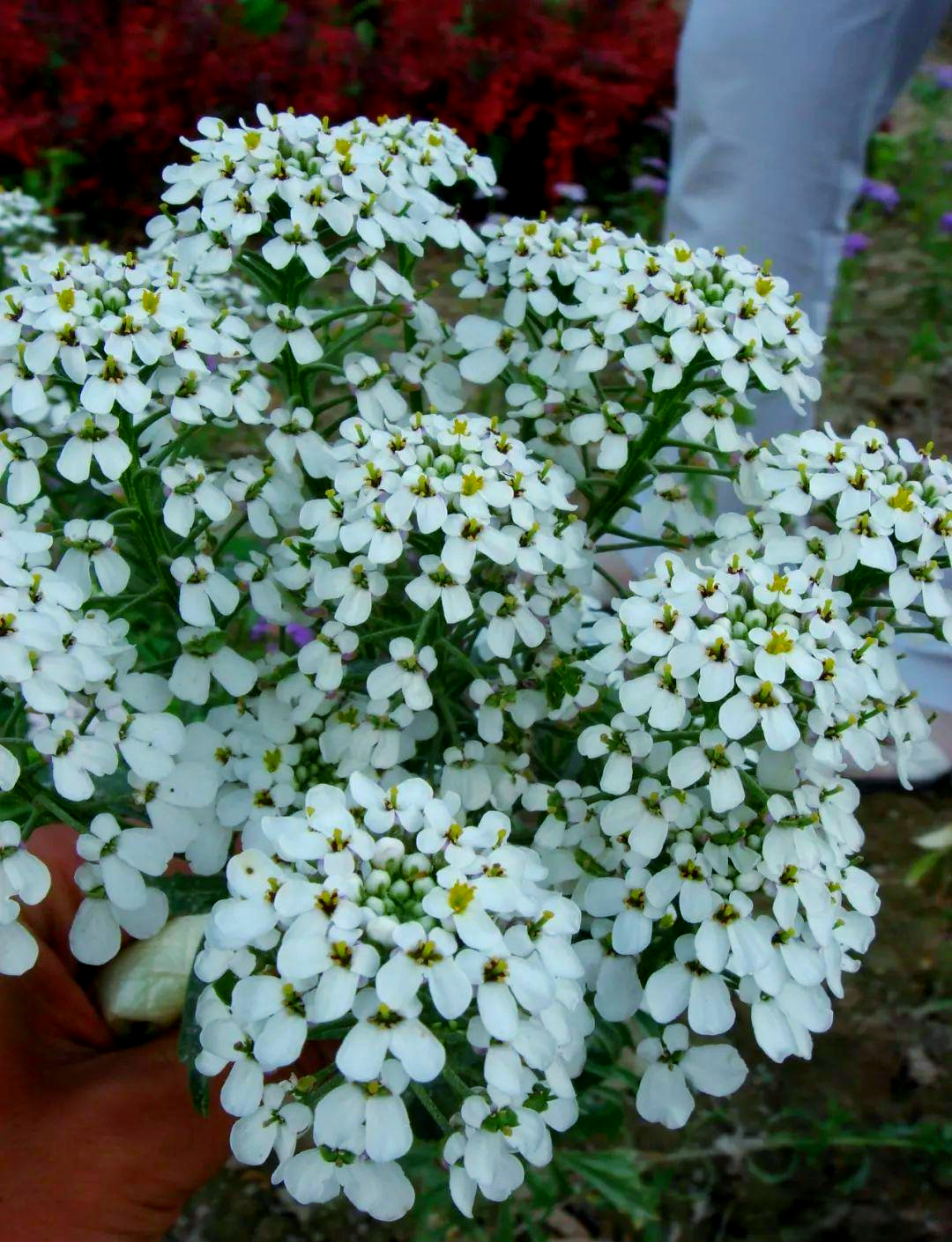 蜂室花种植全攻略:从播种到养护的实用技巧