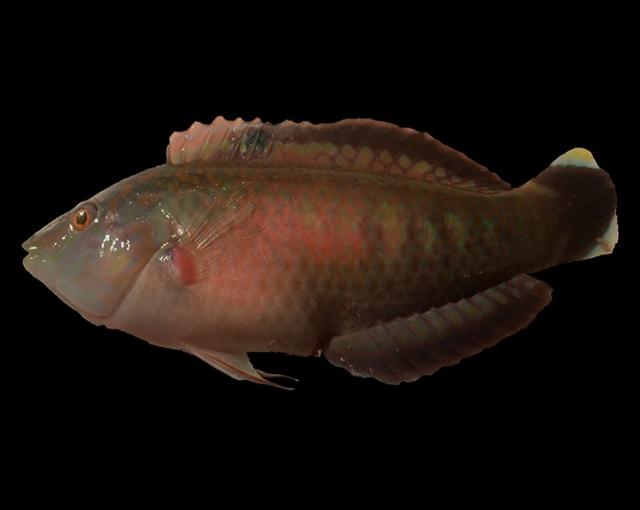 每日一照541:哨牙妹(补)