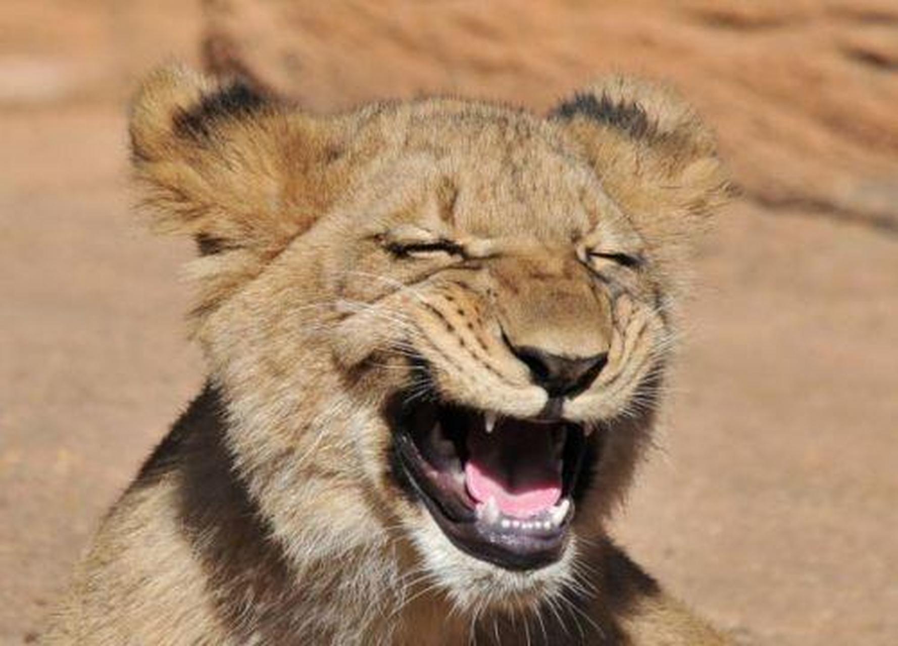 动物微笑的样子,哈哈哈太治愈了