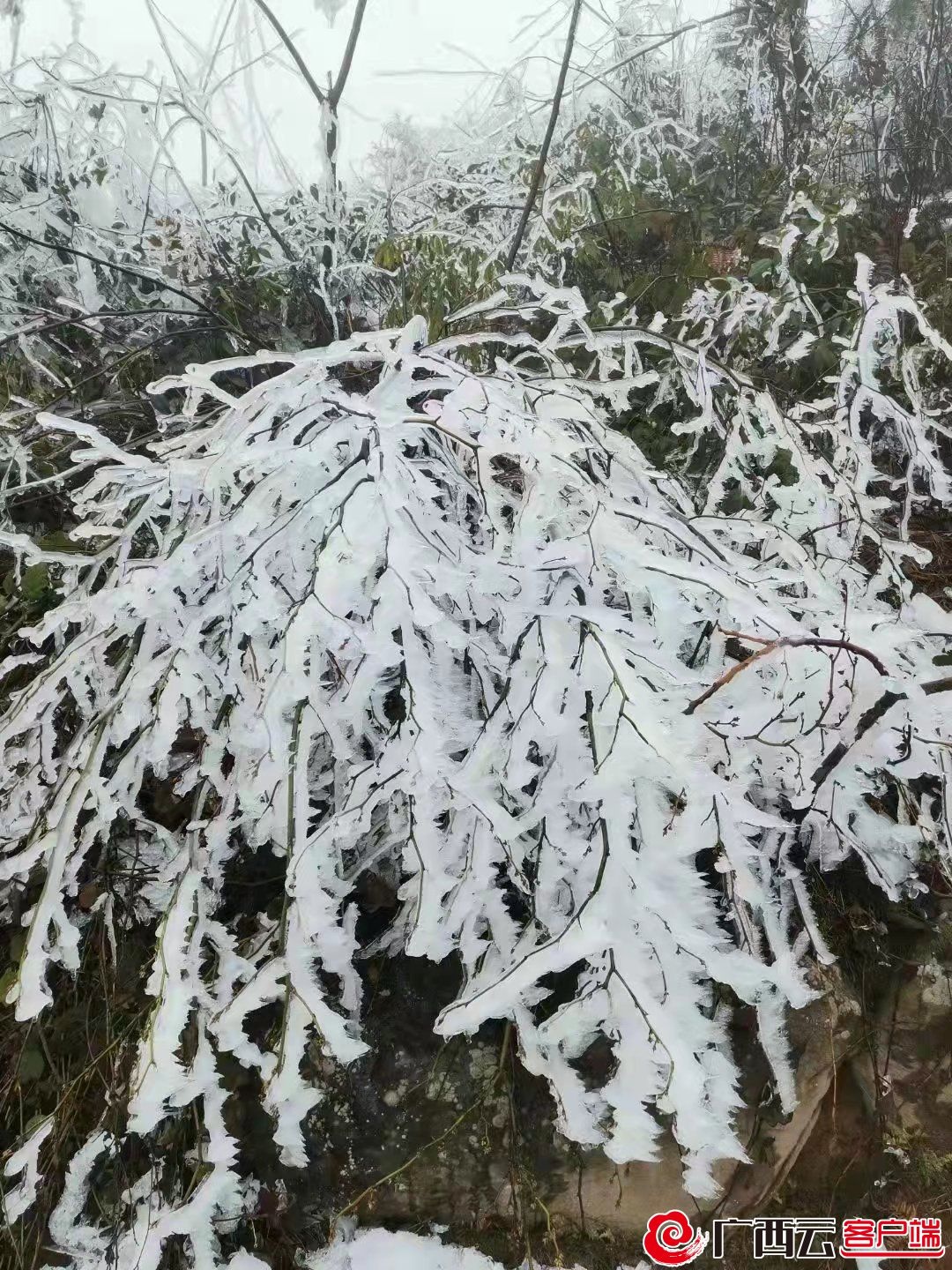 全州黄花岭图片