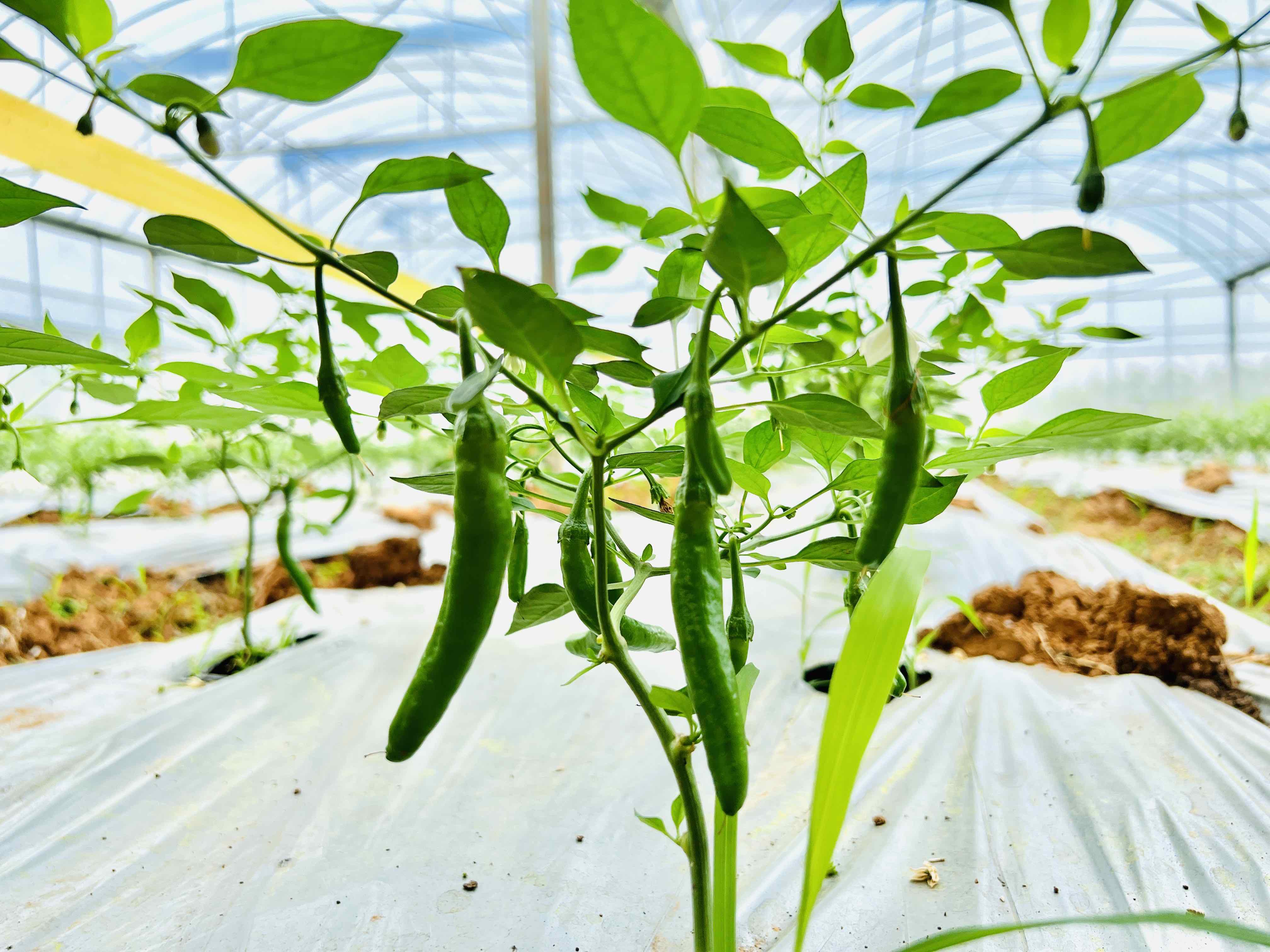 湖南湘阴樟树港举办辣椒文化旅游推广周