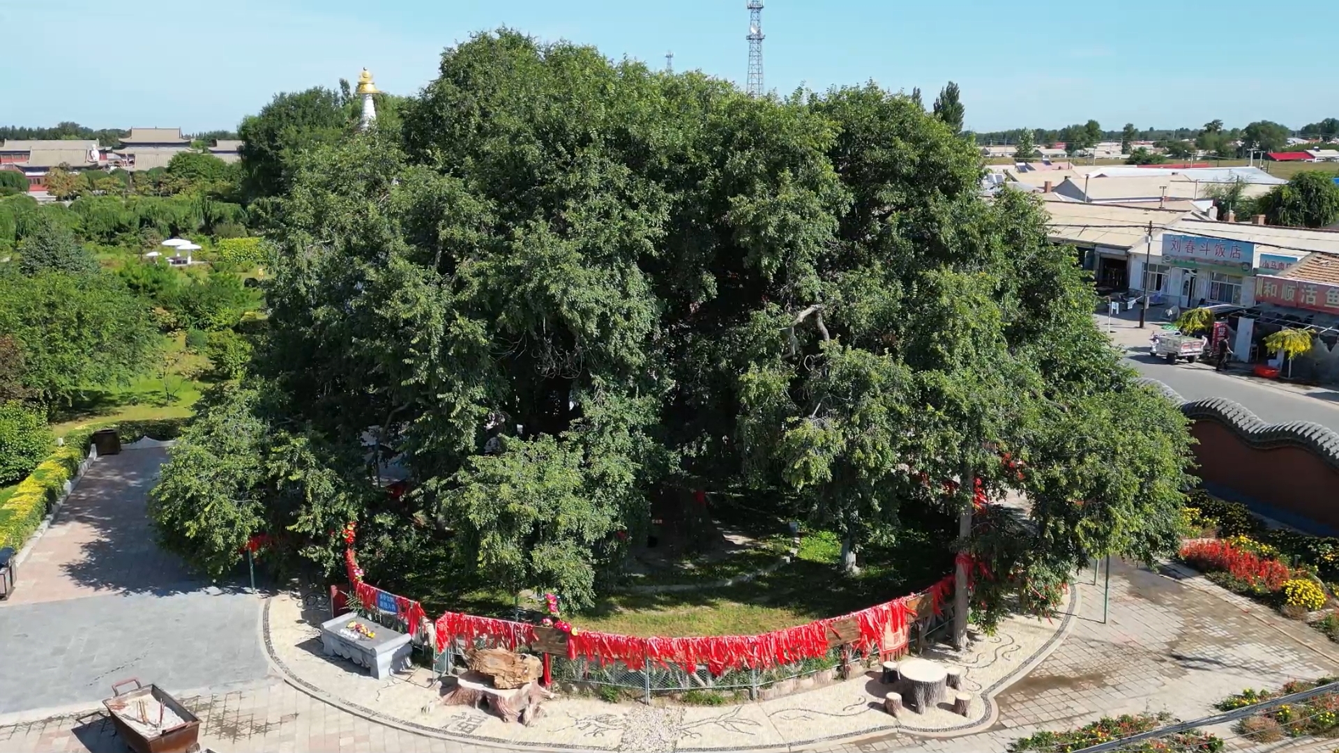 千城胜景|内蒙古开鲁县:"最美古树"古榆树