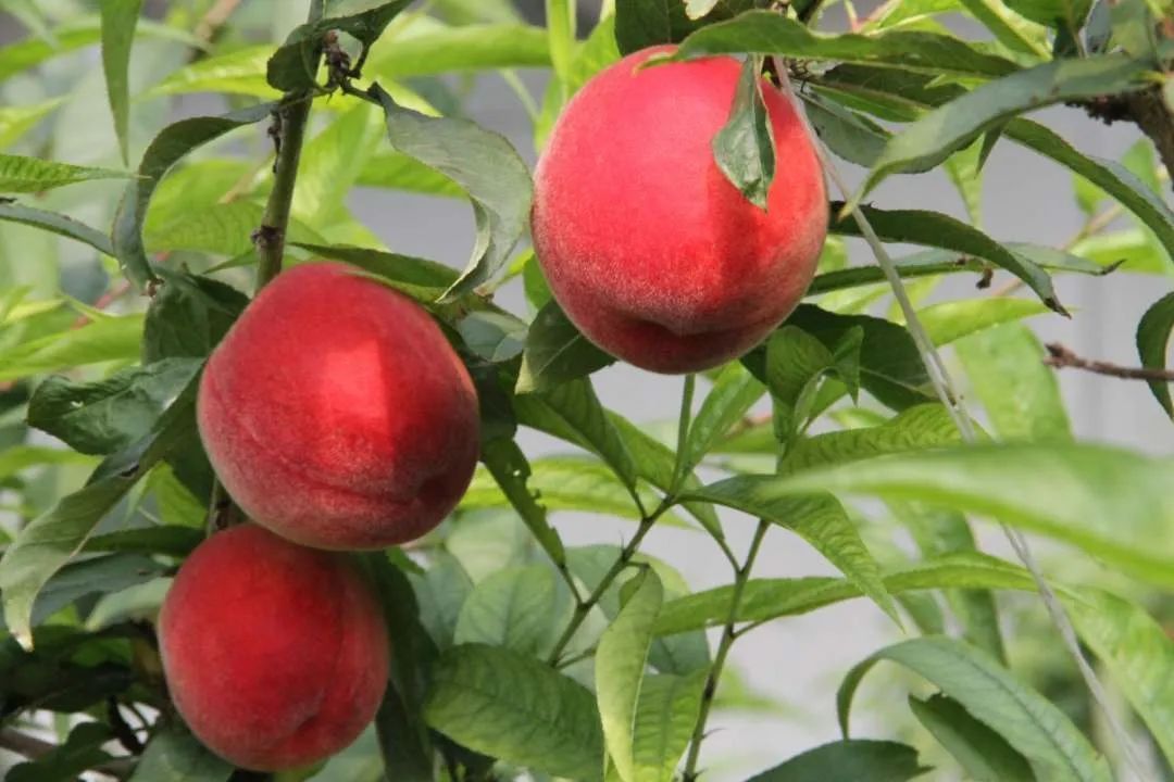 河北深州:春日里大桃缀满枝