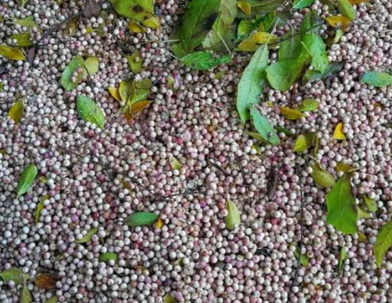榕树的种子照片图片