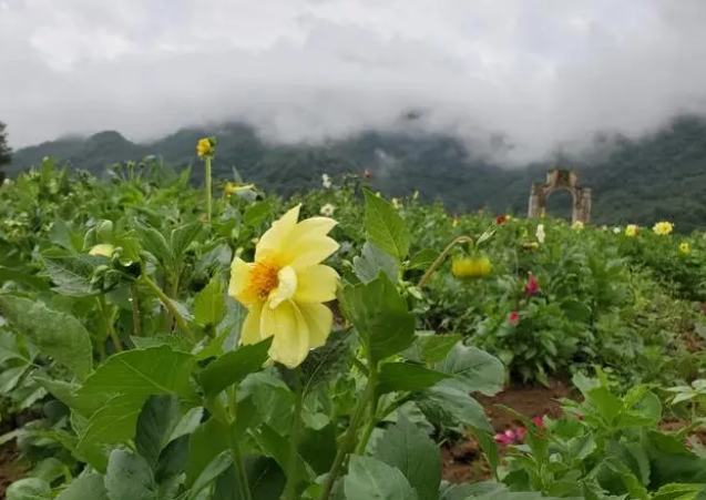 红池坝花海图片