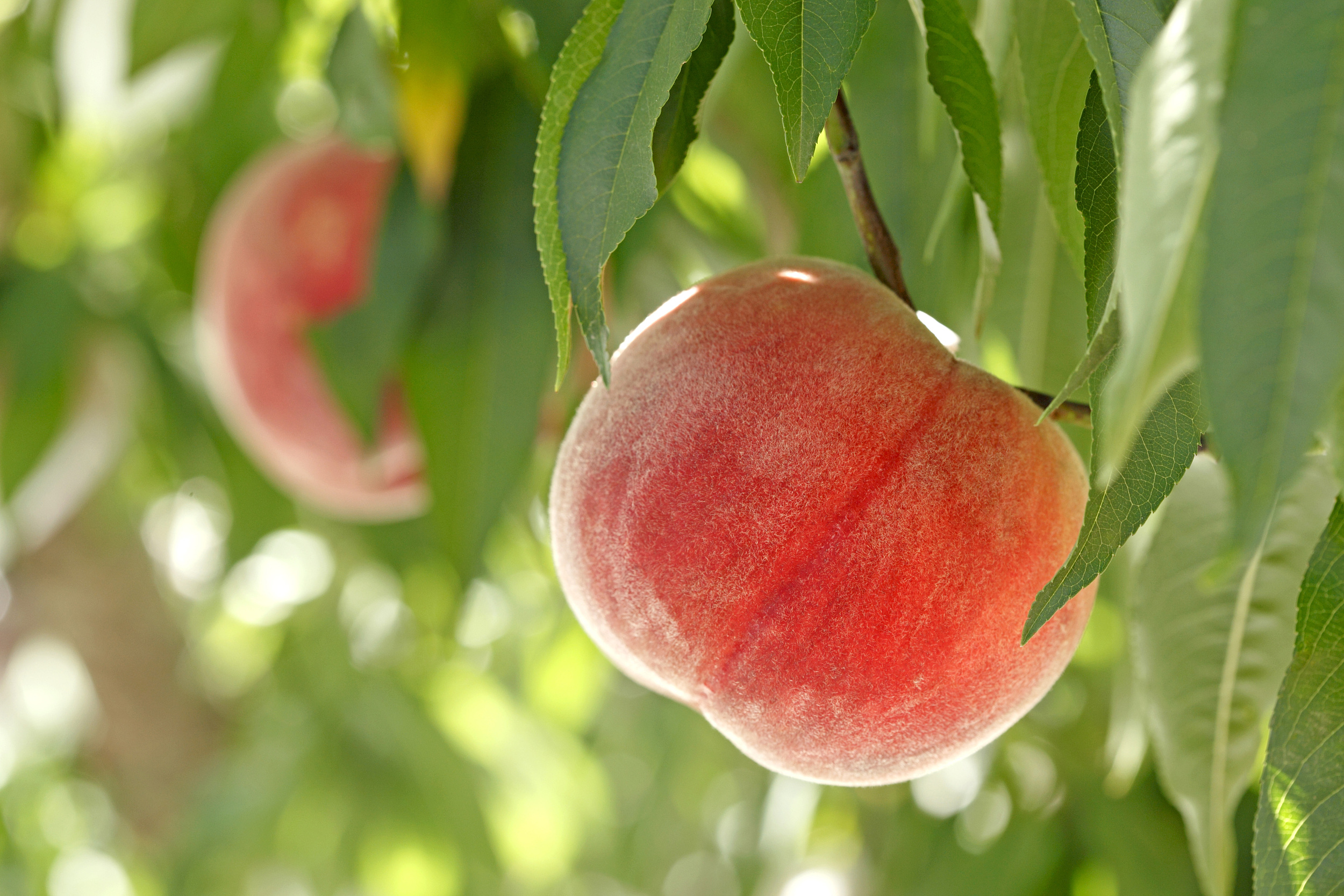 更加适合水蜜桃采摘搬运的电动果园升降作业平台