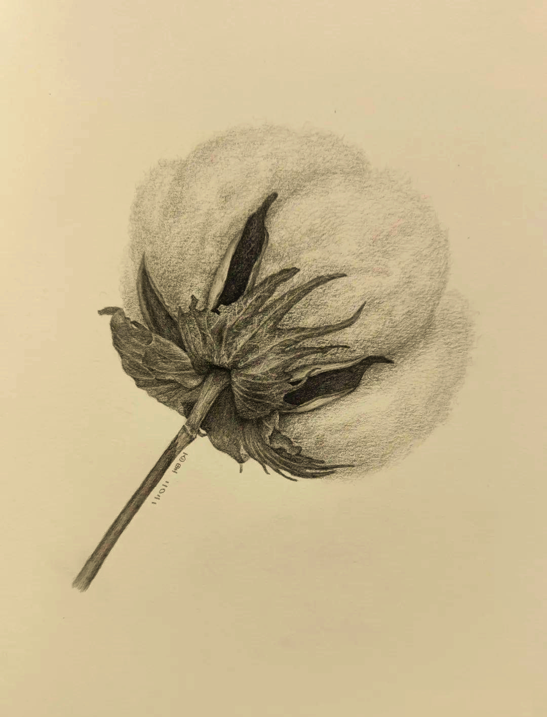 如何用铅笔将新疆棉花画出来