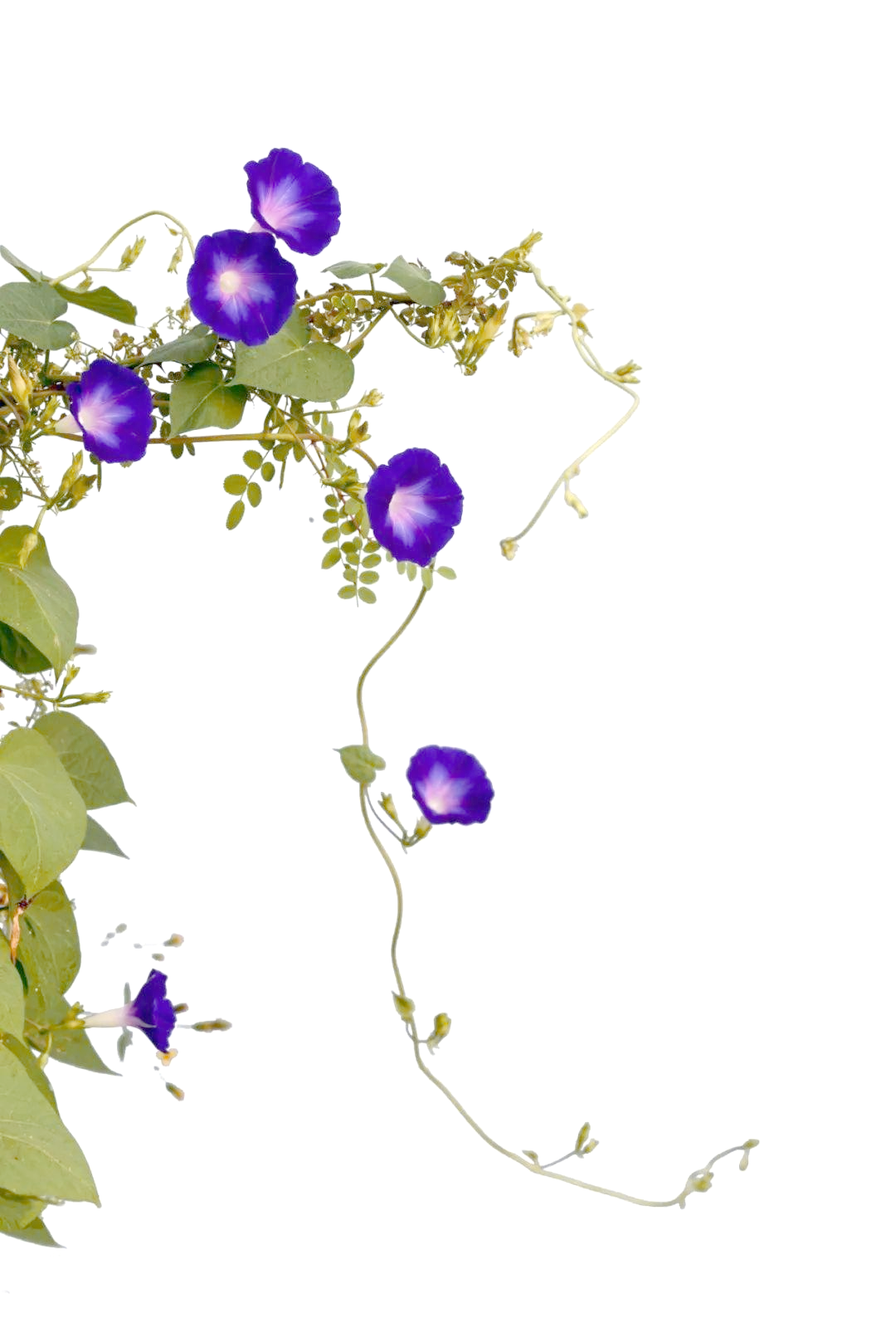 牵牛花:美丽与力量的完美结合