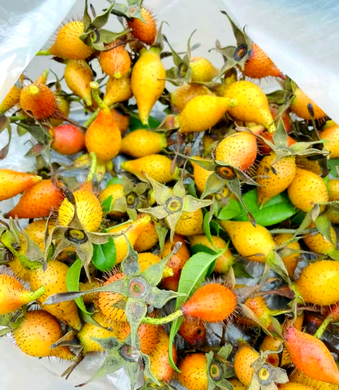 金樱子:一种具有多重妙用的野生果实,泡酒食用更滋补!