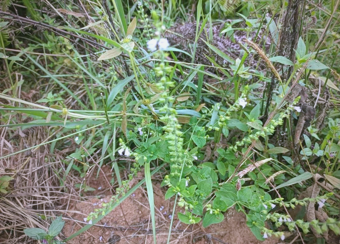 农村的天然"退热草",石荠苎,花只开半边,感冒高热不再愁!