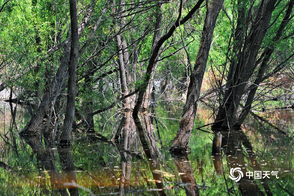 夏日的清凉 北京康西草原湿地水草丰美