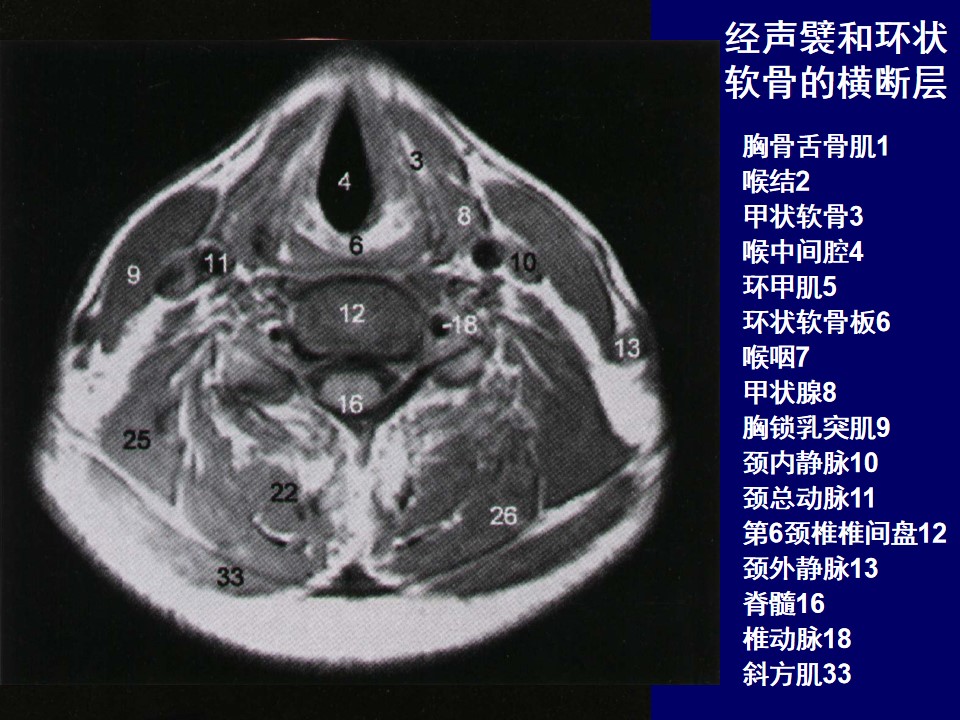 颈部和喉的断层解剖