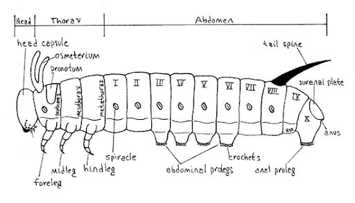 毛毛虫有记忆力吗?虫大十八变后,蝴蝶是否记得曾经那个自己?