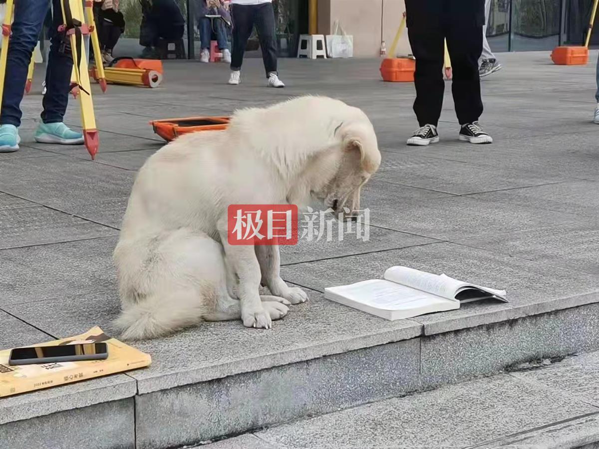 刷屏了!湖北一高校内狗狗都在"看书学习"了,还不赶紧卷起来?