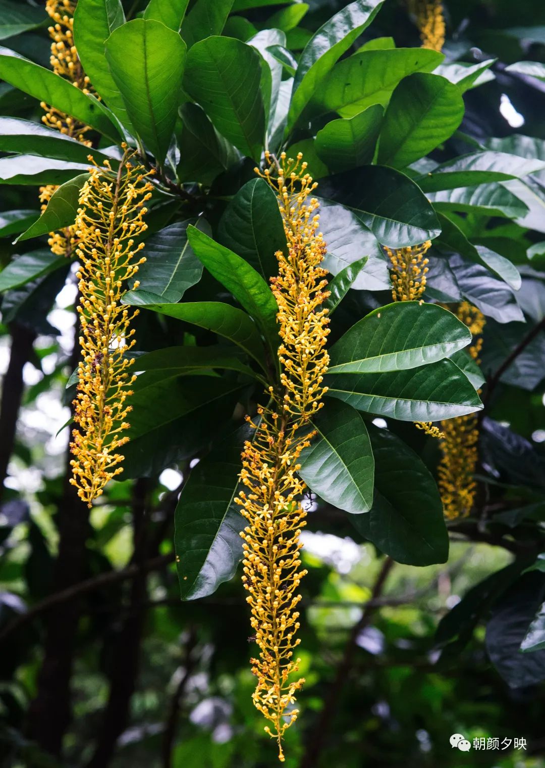 走,到树木园里找金虎尾去!